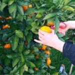 大津駅集合、滋賀県発！貸切バスで行く♪関西を旅する団体旅行【和歌山の旅】