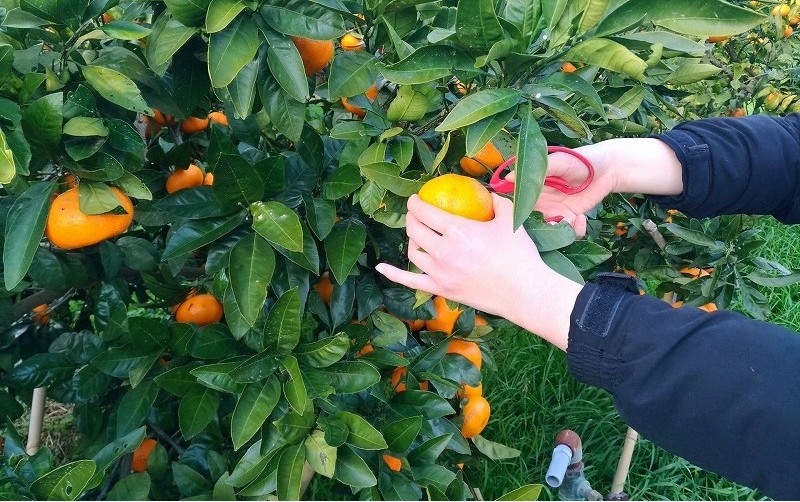 大津駅集合、滋賀県発!貸切バスで行く♪関西を旅する団体旅行【和歌山の旅】
